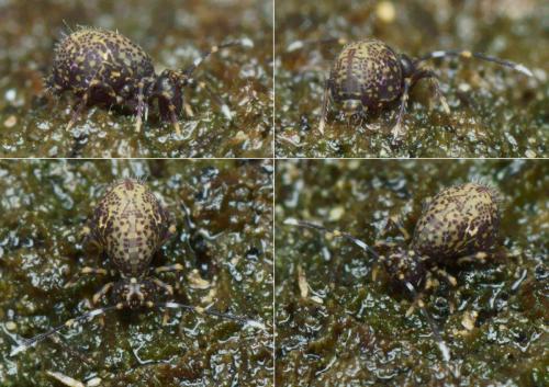 Ptenothrix italica